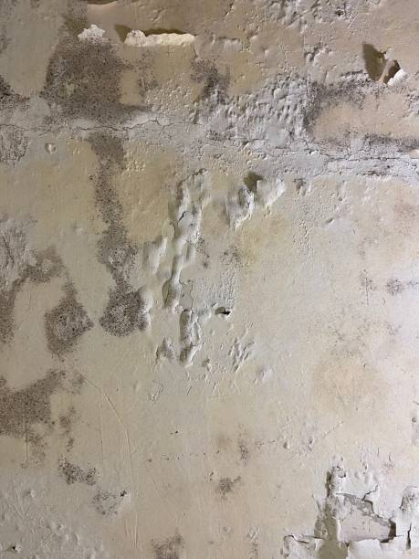 Best Commercial Mold Removal  in Remlap, AL